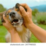 3d开奖号码352开奖结果今日最新公布 4ekx7nu