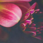 2009年最快开奖记录大盘点 odl59