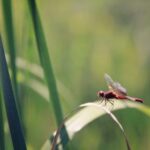 2009年开奖记录完整查询与历史结果汇总 q6w16i