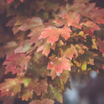 2009年3D彩票历史开奖记录全面回顾 r9t4s2