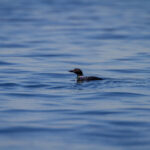 2009年双色球开奖结果全记录与历史数据回顾 xrjzzs